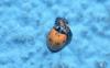 Coccinella septempunctata